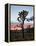 Joshua Tree at Sunset, Joshua Tree National Park, California-James Hager-Framed Premier Image Canvas