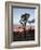 Joshua Tree at Sunset, Joshua Tree National Park, California-James Hager-Framed Photographic Print