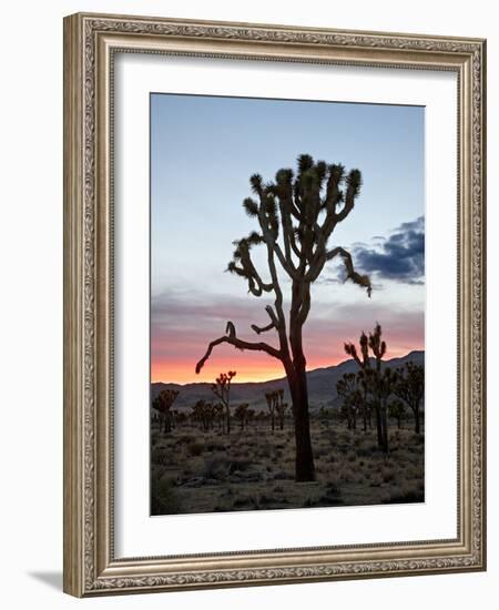 Joshua Tree at Sunset, Joshua Tree National Park, California-James Hager-Framed Photographic Print