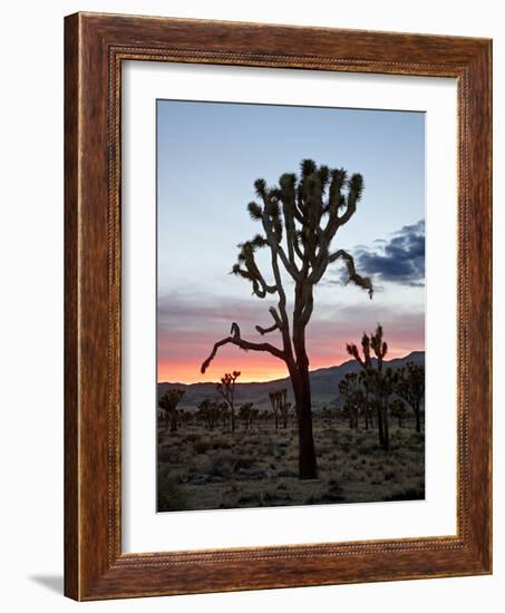 Joshua Tree at Sunset, Joshua Tree National Park, California-James Hager-Framed Photographic Print