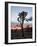 Joshua Tree at Sunset, Joshua Tree National Park, California-James Hager-Framed Photographic Print