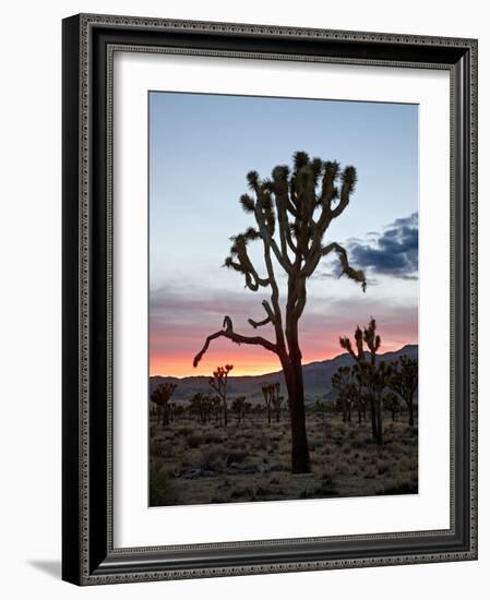 Joshua Tree at Sunset, Joshua Tree National Park, California-James Hager-Framed Photographic Print