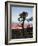 Joshua Tree at Sunset, Joshua Tree National Park, California-James Hager-Framed Photographic Print