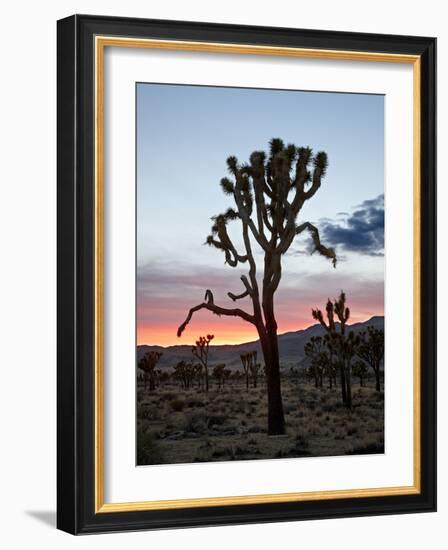 Joshua Tree at Sunset, Joshua Tree National Park, California-James Hager-Framed Photographic Print