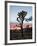 Joshua Tree at Sunset, Joshua Tree National Park, California-James Hager-Framed Photographic Print