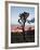 Joshua Tree at Sunset, Joshua Tree National Park, California-James Hager-Framed Photographic Print