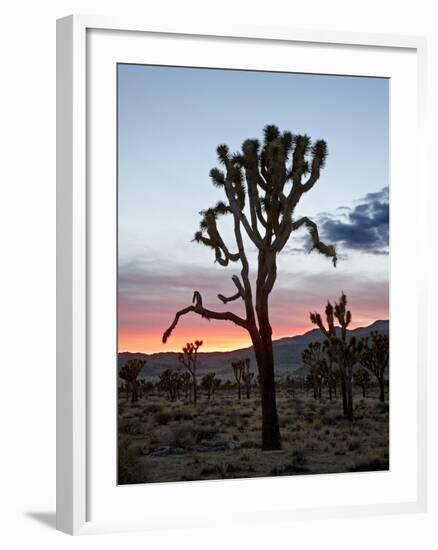 Joshua Tree at Sunset, Joshua Tree National Park, California-James Hager-Framed Photographic Print