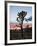 Joshua Tree at Sunset, Joshua Tree National Park, California-James Hager-Framed Photographic Print