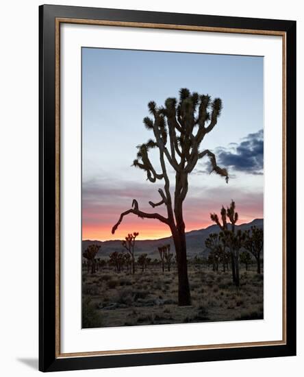 Joshua Tree at Sunset, Joshua Tree National Park, California-James Hager-Framed Photographic Print