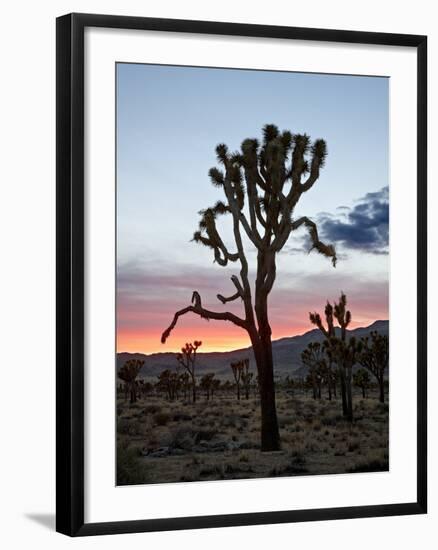 Joshua Tree at Sunset, Joshua Tree National Park, California-James Hager-Framed Photographic Print