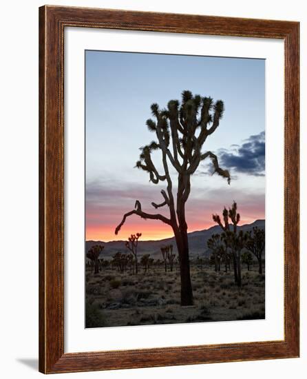 Joshua Tree at Sunset, Joshua Tree National Park, California-James Hager-Framed Photographic Print