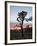 Joshua Tree at Sunset, Joshua Tree National Park, California-James Hager-Framed Photographic Print