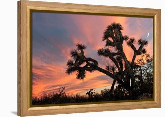 Joshua Tree at Sunset-raphoto-Framed Premier Image Canvas