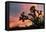 Joshua Tree at Sunset-raphoto-Framed Premier Image Canvas