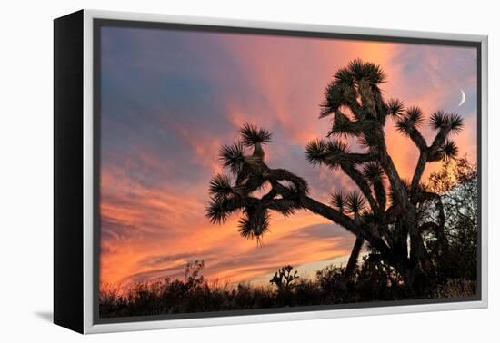 Joshua Tree at Sunset-raphoto-Framed Premier Image Canvas