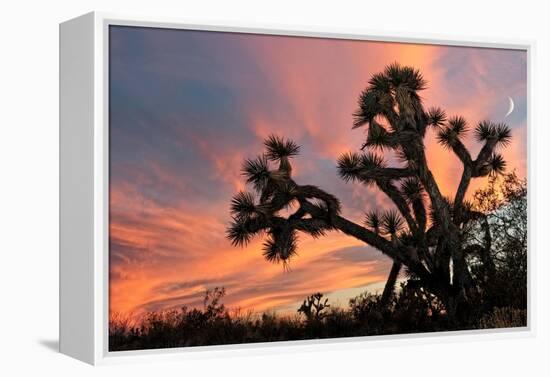 Joshua Tree at Sunset-raphoto-Framed Premier Image Canvas