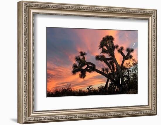 Joshua Tree at Sunset-raphoto-Framed Photographic Print