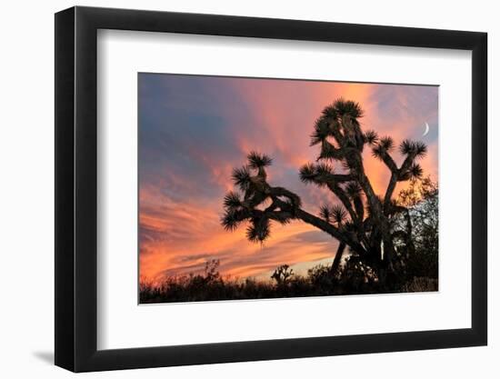 Joshua Tree at Sunset-raphoto-Framed Photographic Print