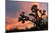 Joshua Tree at Sunset-raphoto-Mounted Photographic Print