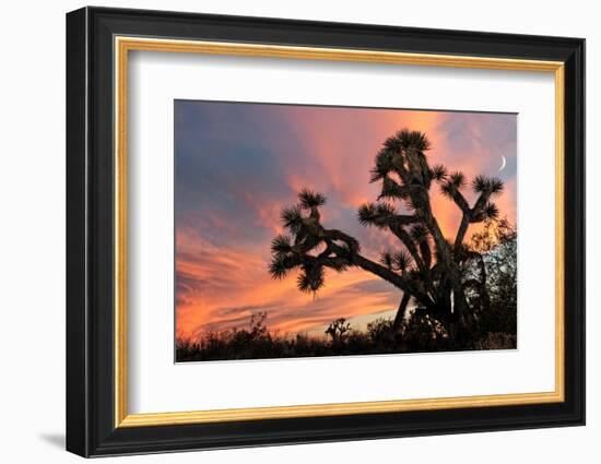 Joshua Tree at Sunset-raphoto-Framed Photographic Print