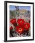 Joshua Tree, Ca, Cactus Flower-Mark Gibson-Framed Photographic Print