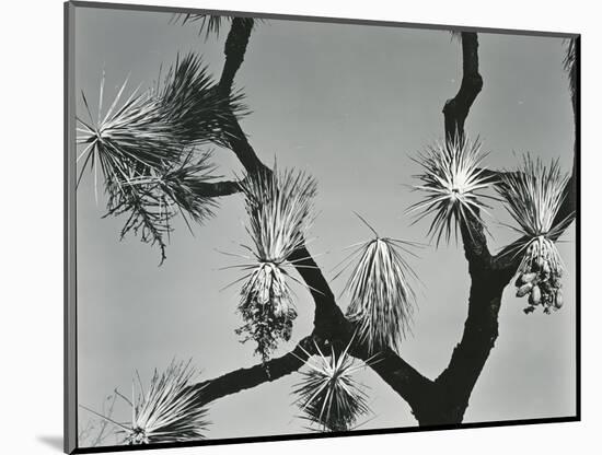 Joshua Tree, California, 1942-Brett Weston-Mounted Photographic Print