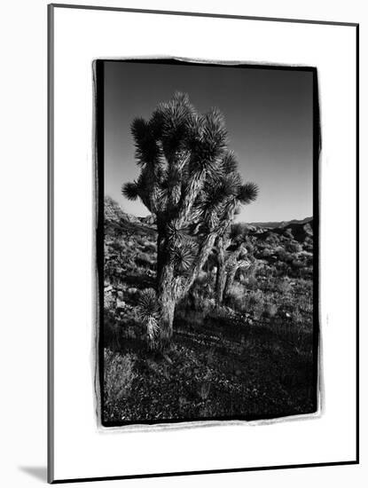 Joshua Tree Forest, Utah-Steve Gadomski-Mounted Photographic Print