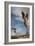 Joshua Tree I-Erin Berzel-Framed Photographic Print