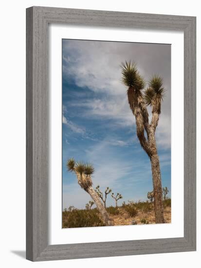 Joshua Tree I-Erin Berzel-Framed Photographic Print