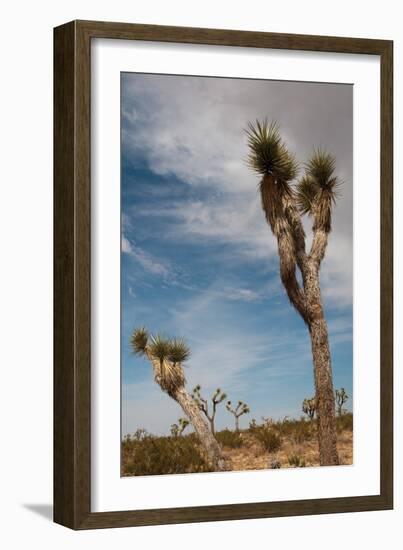 Joshua Tree I-Erin Berzel-Framed Photographic Print