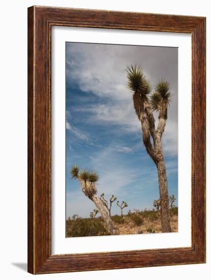 Joshua Tree I-Erin Berzel-Framed Photographic Print