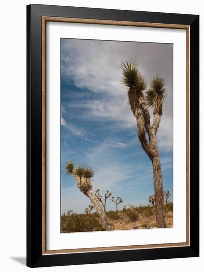 Joshua Tree I-Erin Berzel-Framed Photographic Print