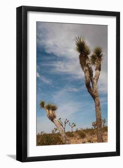 Joshua Tree I-Erin Berzel-Framed Photographic Print