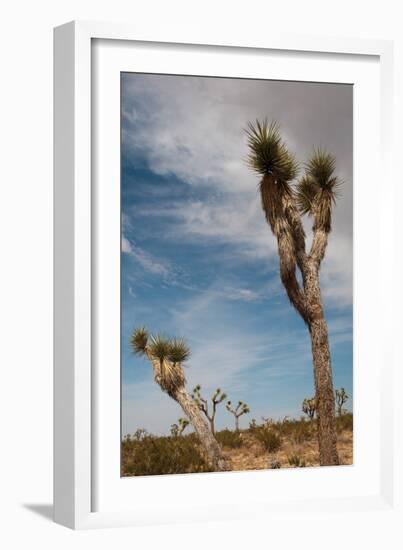 Joshua Tree I-Erin Berzel-Framed Photographic Print