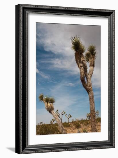 Joshua Tree I-Erin Berzel-Framed Photographic Print