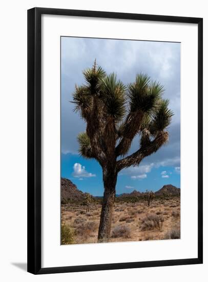 Joshua Tree II-Erin Berzel-Framed Photographic Print