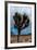 Joshua Tree II-Erin Berzel-Framed Photographic Print