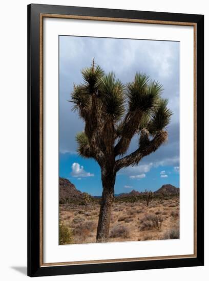 Joshua Tree II-Erin Berzel-Framed Photographic Print