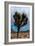 Joshua Tree II-Erin Berzel-Framed Photographic Print