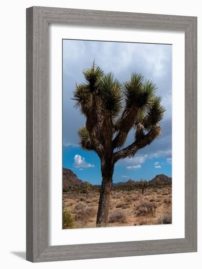Joshua Tree II-Erin Berzel-Framed Photographic Print