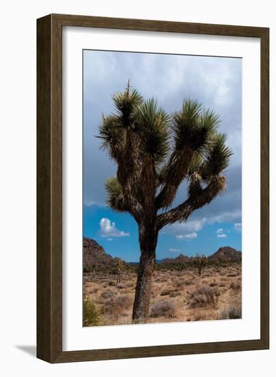Joshua Tree II-Erin Berzel-Framed Photographic Print