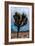 Joshua Tree II-Erin Berzel-Framed Photographic Print