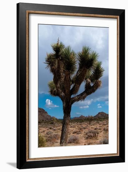 Joshua Tree II-Erin Berzel-Framed Photographic Print