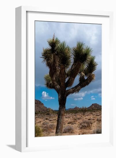 Joshua Tree II-Erin Berzel-Framed Photographic Print