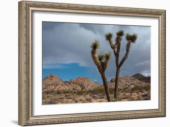 Joshua Tree III-Erin Berzel-Framed Photographic Print