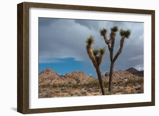 Joshua Tree III-Erin Berzel-Framed Photographic Print