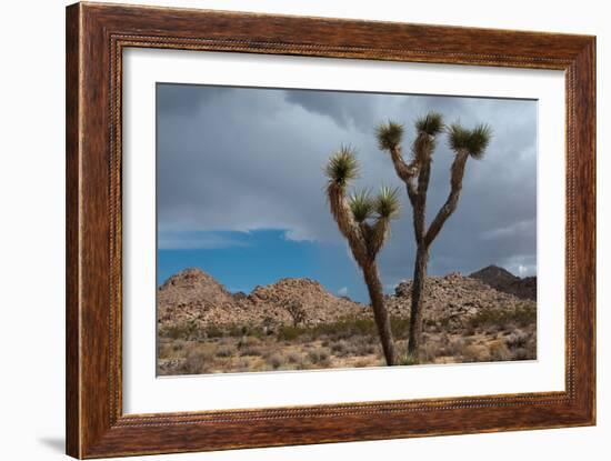 Joshua Tree III-Erin Berzel-Framed Photographic Print