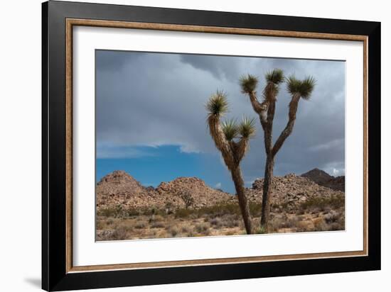 Joshua Tree III-Erin Berzel-Framed Photographic Print