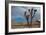 Joshua Tree III-Erin Berzel-Framed Photographic Print