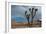 Joshua Tree III-Erin Berzel-Framed Photographic Print